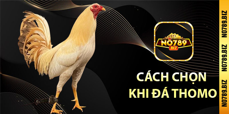 Cách chọn gà khi đá Thomo